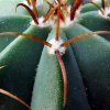 Melocactus _glaucescens _GC525.01 _03